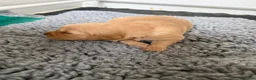Golden Retriever dogs for sale: Stunning Duel puppies  - Advert 2