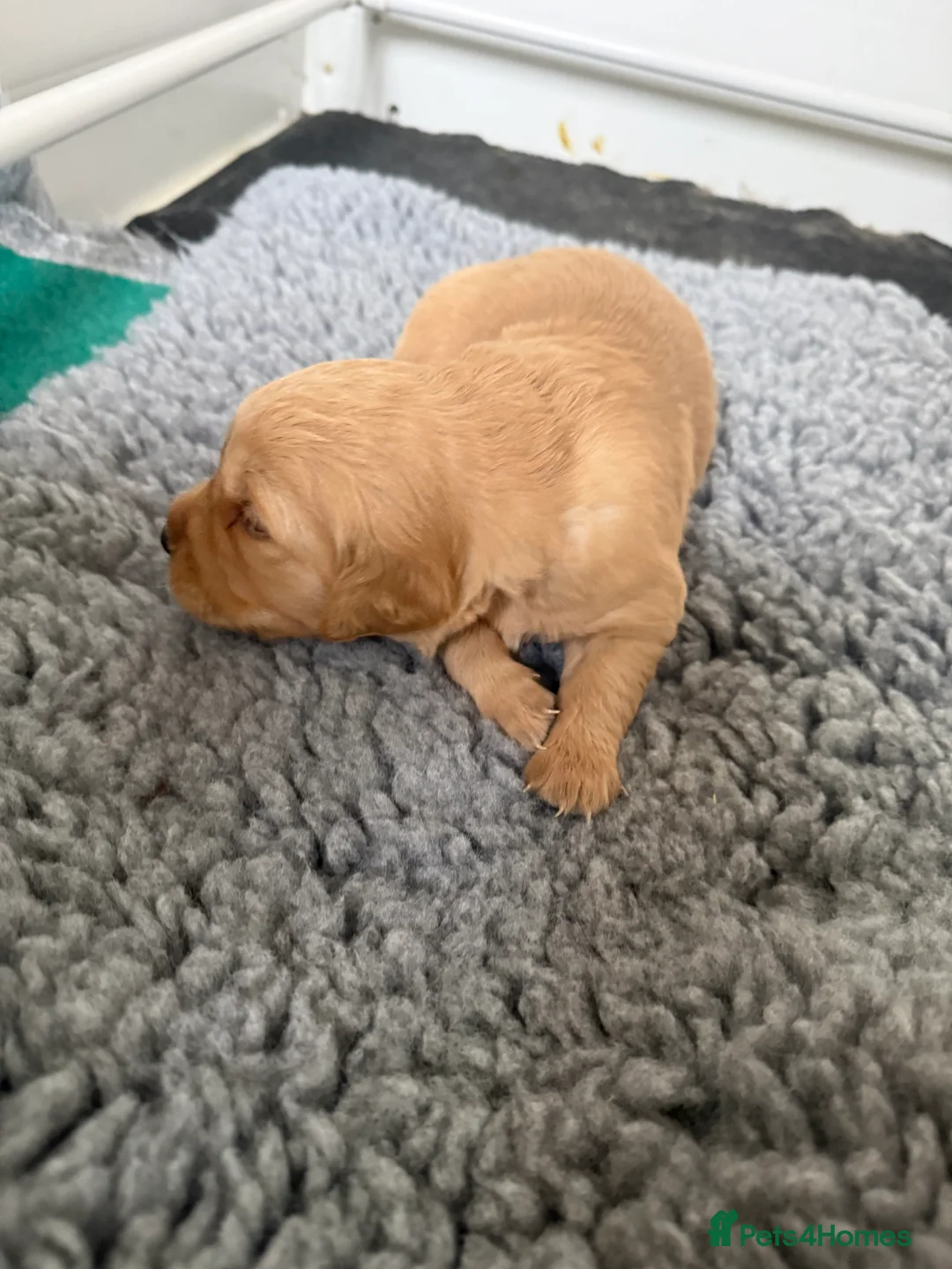 Golden Retriever dogs for sale: Stunning Duel puppies  - Advert 2