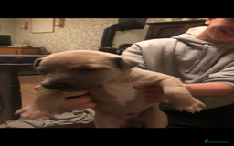 Whippet dogs for sale: Kc registered blue fawn whippets  - Image 2