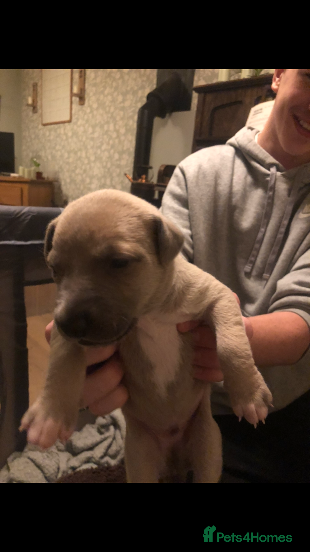 Whippet dogs for sale: Kc registered blue fawn whippets  - Image 2