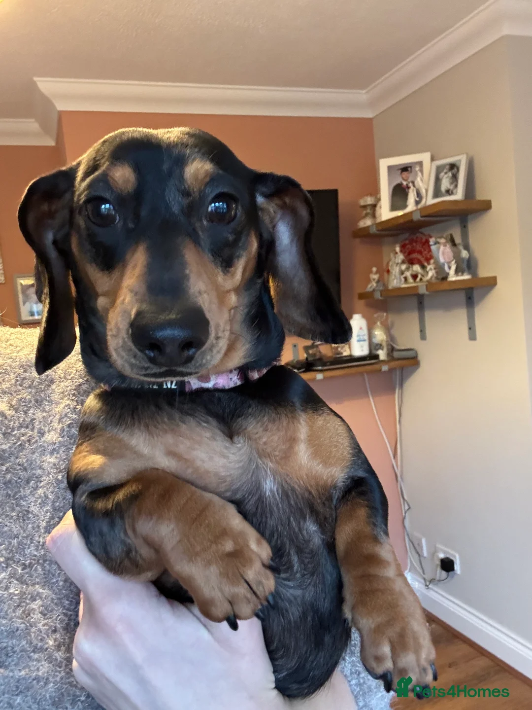 Miniature Dachshund dogs for sale: Female dapple dachshund  - Advert 2