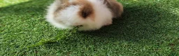 Lionhead rabbits for sale: Lionhead bunnies for sale in Birkenhead - Advert 6
