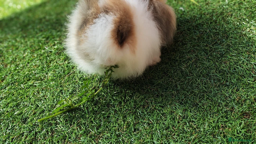 Lionhead rabbits for sale: Lionhead bunnies for sale in Birkenhead - Advert 6