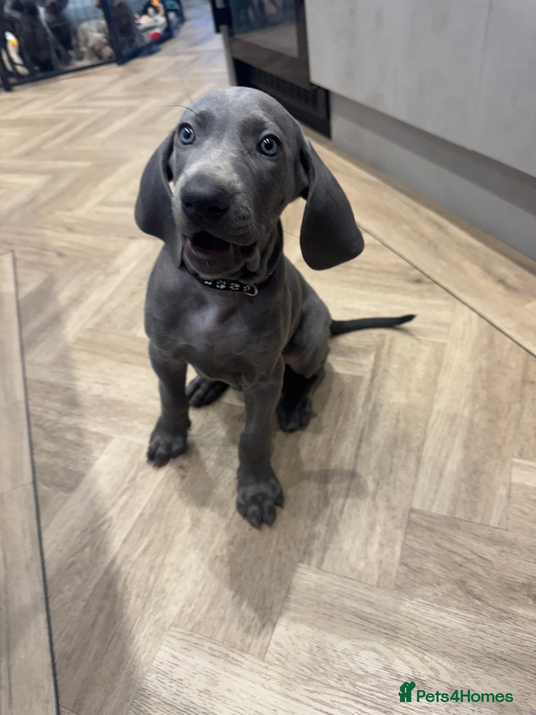 Weimaraner dogs for sale: 🐾 KC Weimaraners, ready now 🐾  - Advert 39