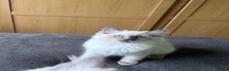 Ragdoll cats for sale: GCCF Registered Pedigree Ragdoll Kittens in Bristol - Advert 4