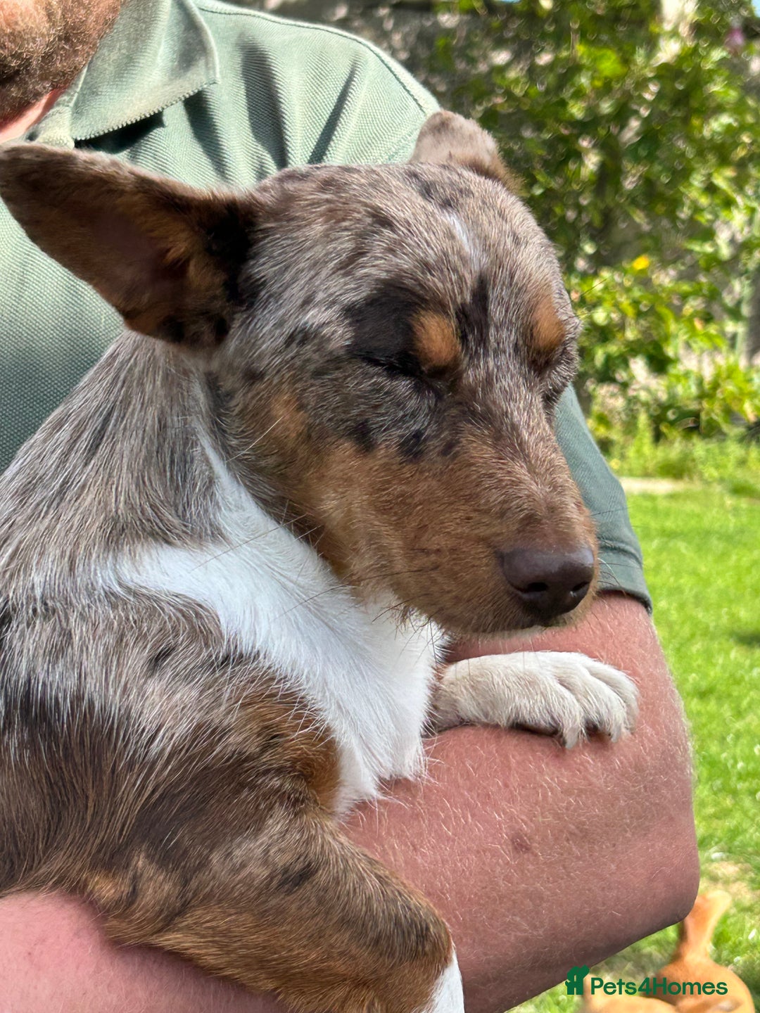 Jack Russell dogs for sale: Beautiful Rare Merle Mini Jack Russell Puppies  - Image 18