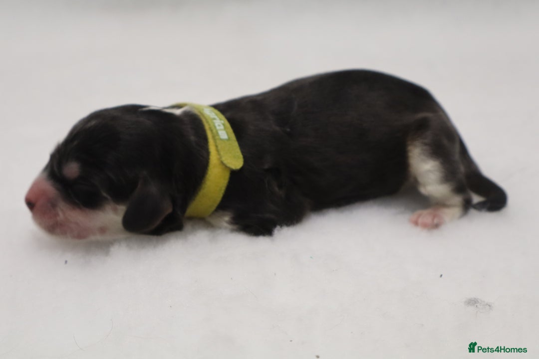 Cockapoo dogs for sale: 5 * BREEDERS, ELITE COCKAPOOS F1 PUPPIES - Advert 11