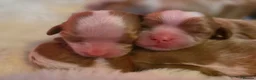 Cavalier King Charles Spaniel dogs for sale: Blenhiem cavalier king charles spaniel puppies - Advert 7