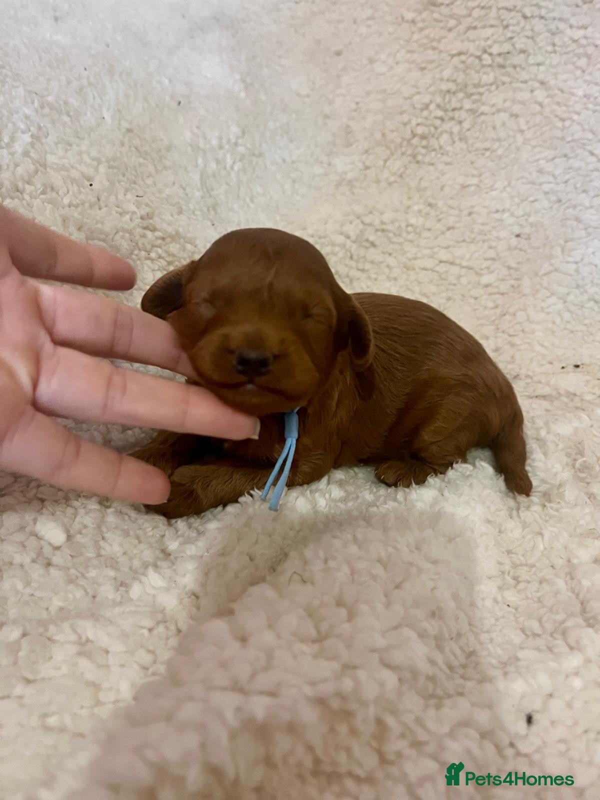 Cavapoo dogs Top quality F1b red toy Cavapoo  - Advert 4