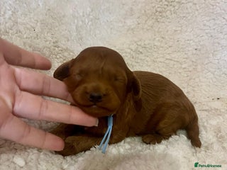 Cavapoo dogs Top quality F1b red toy Cavapoo - Advert 4