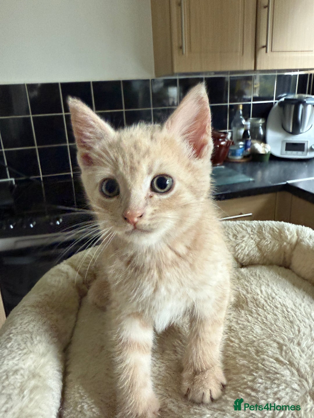 Mixed Breed cats for sale: available: one ginger boy and three girls - Image 1