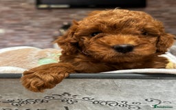 Miniature Poodle dogs for sale: Beautiful litter of Cheeky KC Reg. Mini Poodle's - Image 3