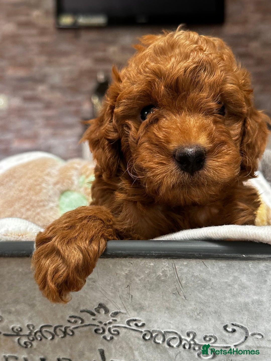 Miniature Poodle dogs for sale: Beautiful litter of Cheeky KC Reg. Mini Poodle's - Image 3
