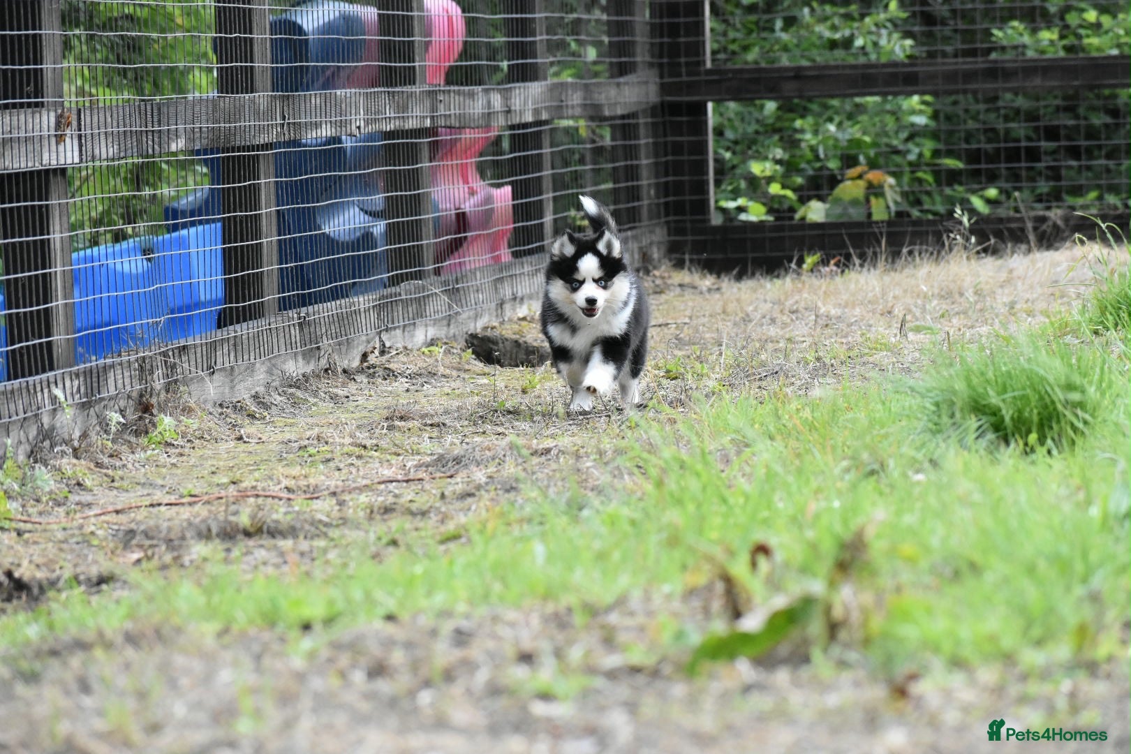 Pomsky dogs F4 Genuine Pomskies from health tested parents - Advert 2