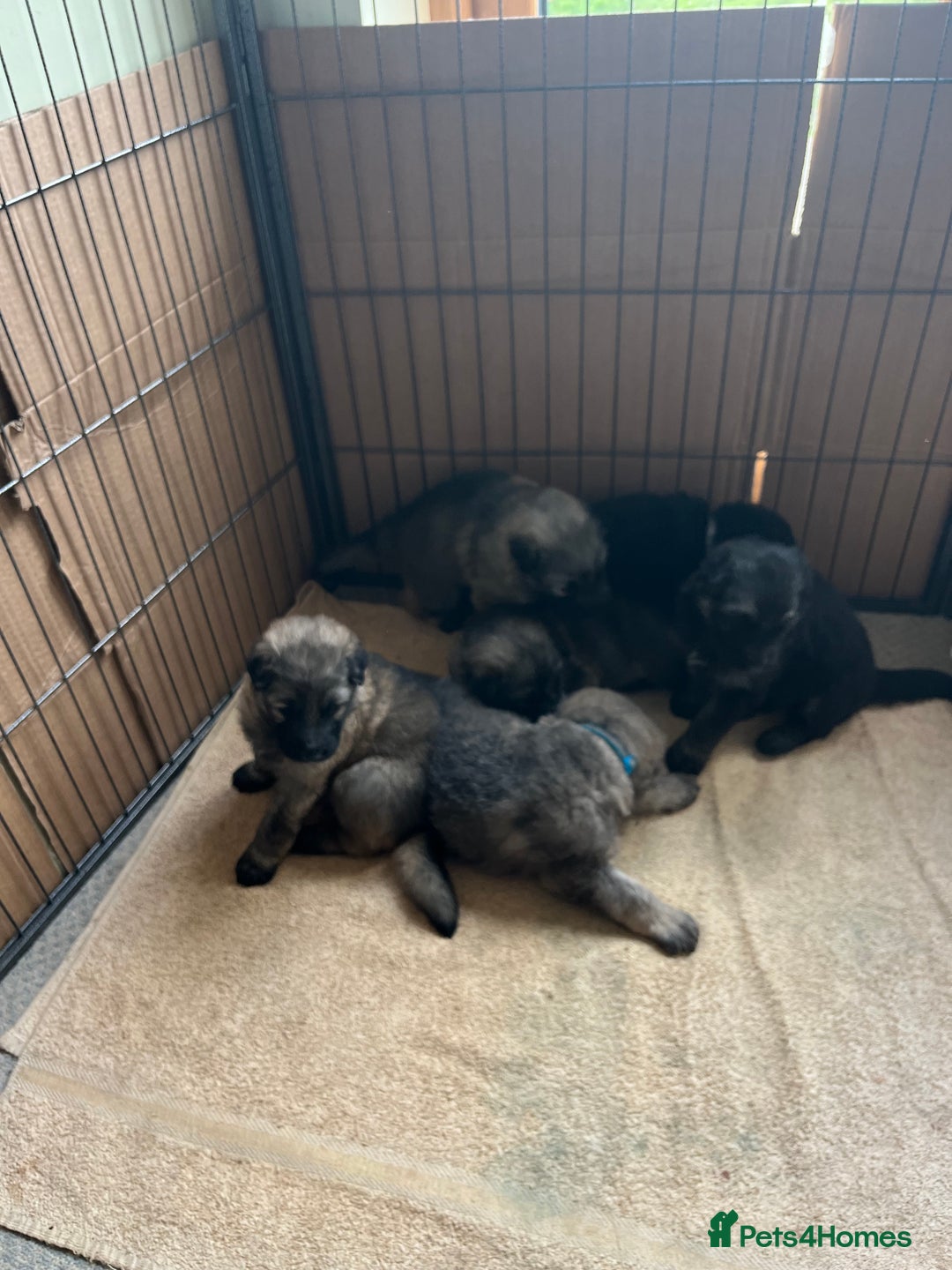 German Shepherd dogs for sale: Long/semi long Hair German Shepherd Puppies - Advert 2