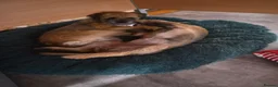 Border Terrier dogs for sale: Beautiful Grizzle Border Terrier Girl, Crumble - Advert 3