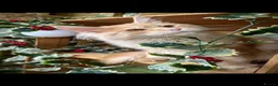 Maine Coon cats for sale: Stunning 2yr Pedigree Maine Coon Girl in Brentwood - Advert 5