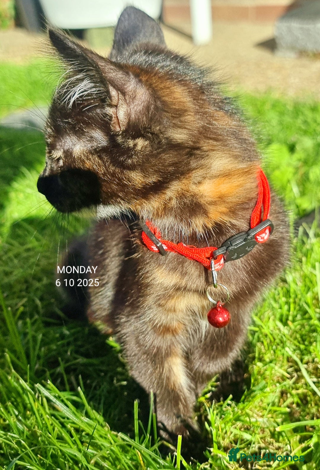 Mixed Breed cats for sale: Norwegian x pixiebob kittens mix available  - Image 38