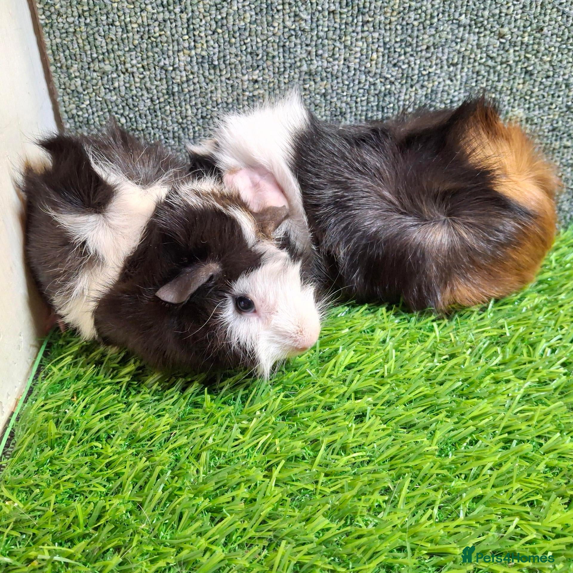 Guinea Pig rodents Pair baby brothers guinea pigs - Advert 1