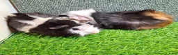 Guinea Pig rodents for sale: Pair baby brothers guinea pigs - Advert 1