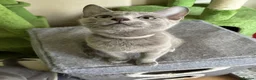 Russian Blue cats for sale: TICA 5* Pedigree Russian blue kittens - Advert 7