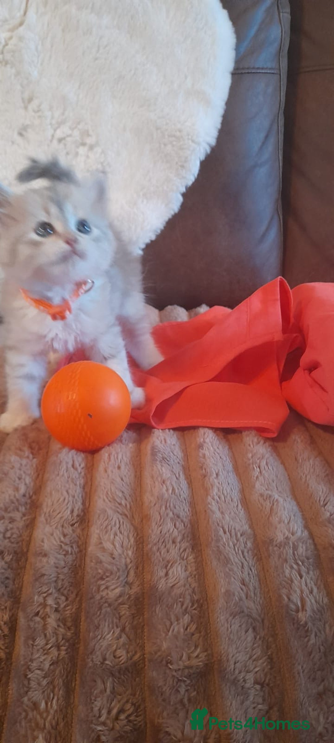 Siberian cats for sale: Siberian GCCF. kittens  - Image 14