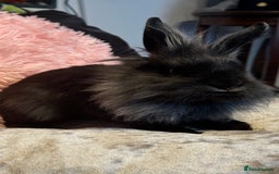 Mixed Breed rabbits for sale: Netherland dwarf and lionhead mixed bunnies - Image 21