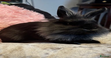 Mixed Breed rabbits - Advert 7