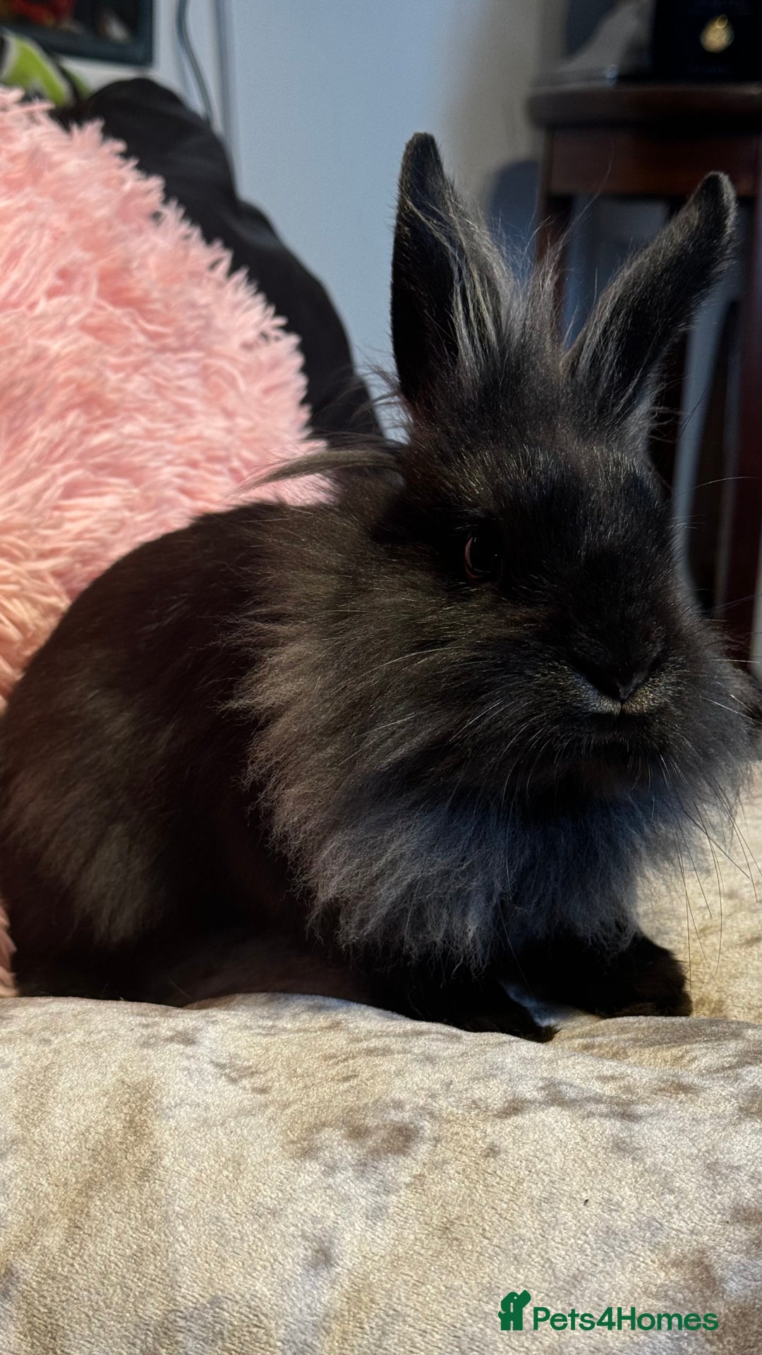 Mixed Breed rabbits for sale: Netherland dwarf and lionhead mixed bunnies - Image 21