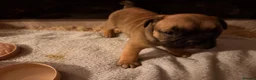 English Bulldog dogs for sale: Bulldog pups  in Llanelli - Advert 6