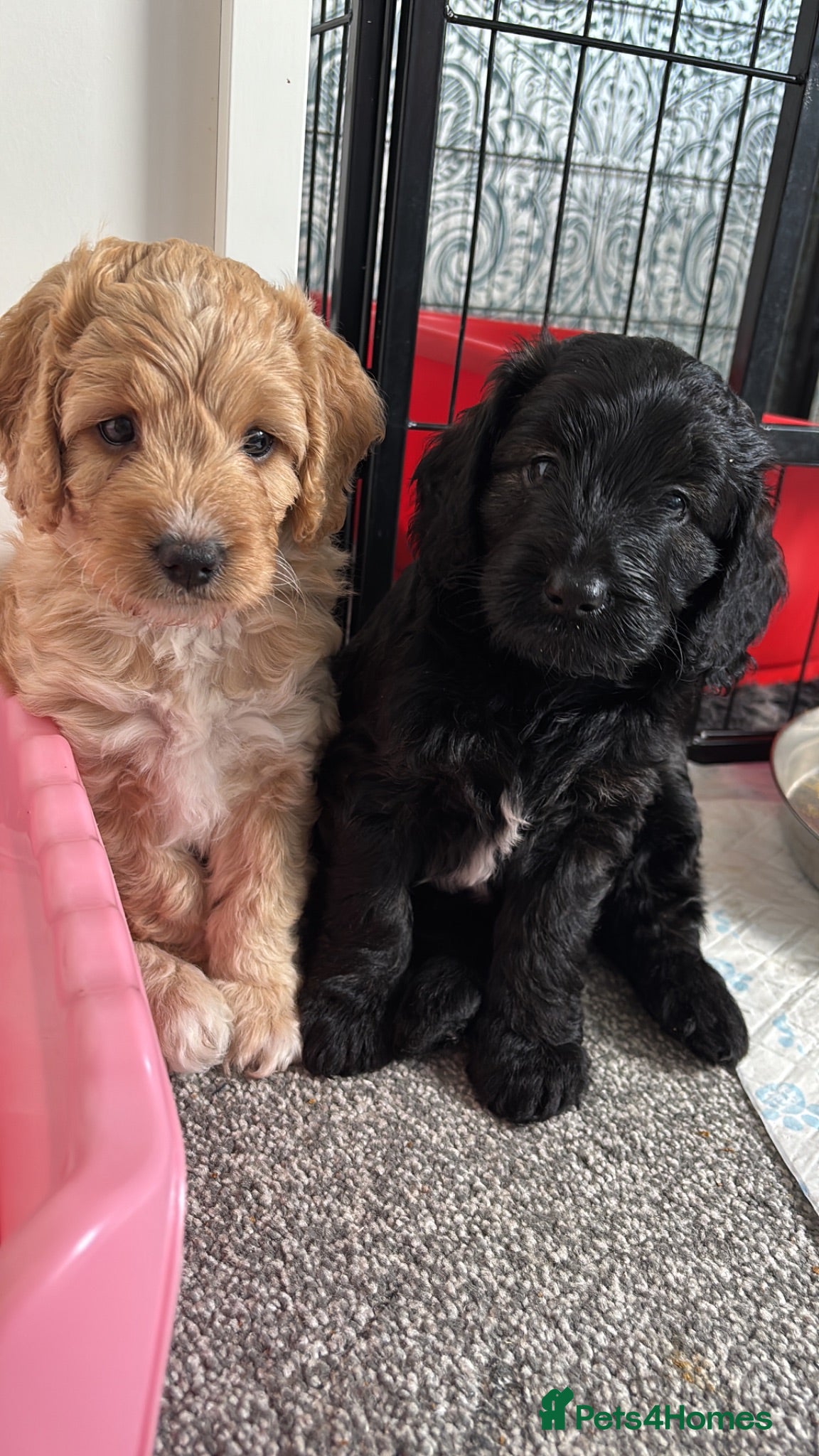Cockapoo dogs Cockerpoo F1b puppies Ready in 8 days  - Advert 18