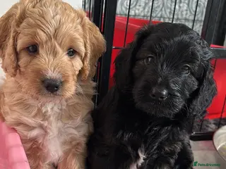 Cockapoo dogs Cockerpoo F1b puppies Ready in 8 days - Advert 18