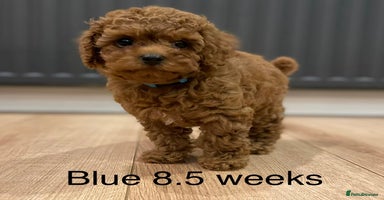 Toy Poodle dogs - Advert 6
