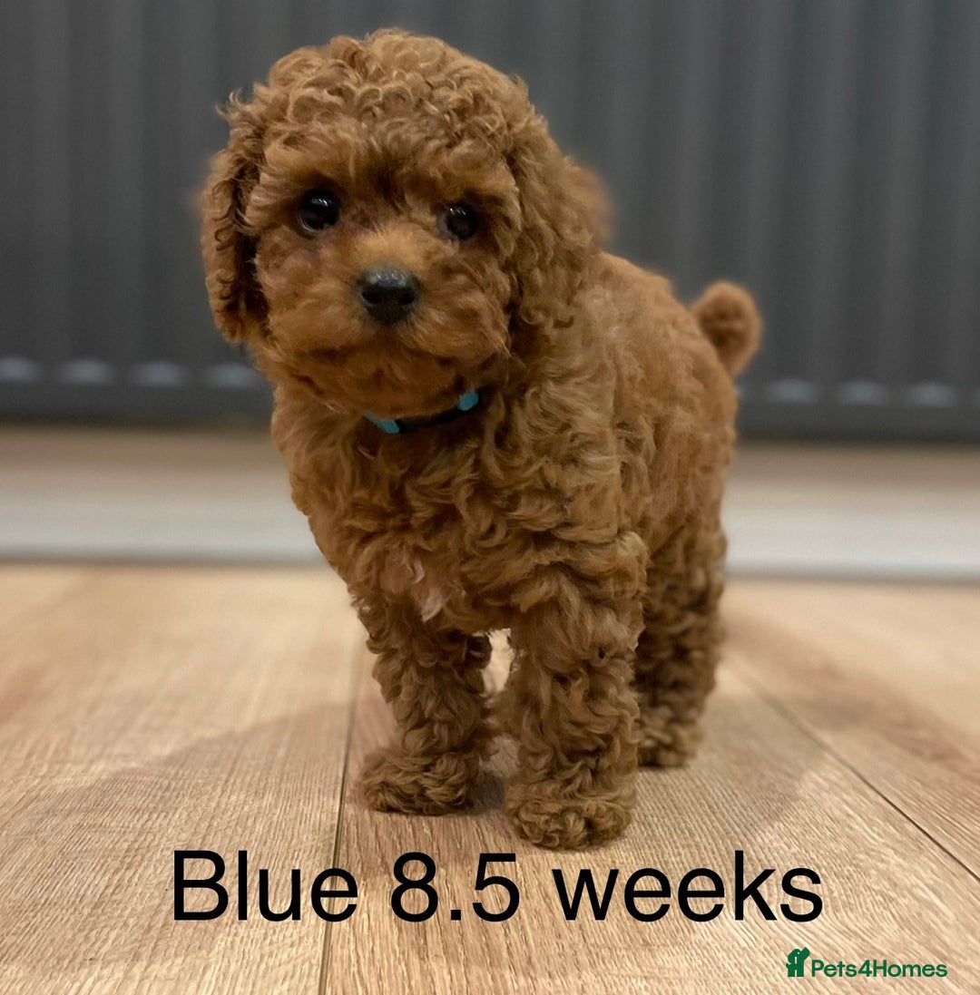 Toy Poodle dogs for sale: Asian Toy Poodle Puppies  - Image 2