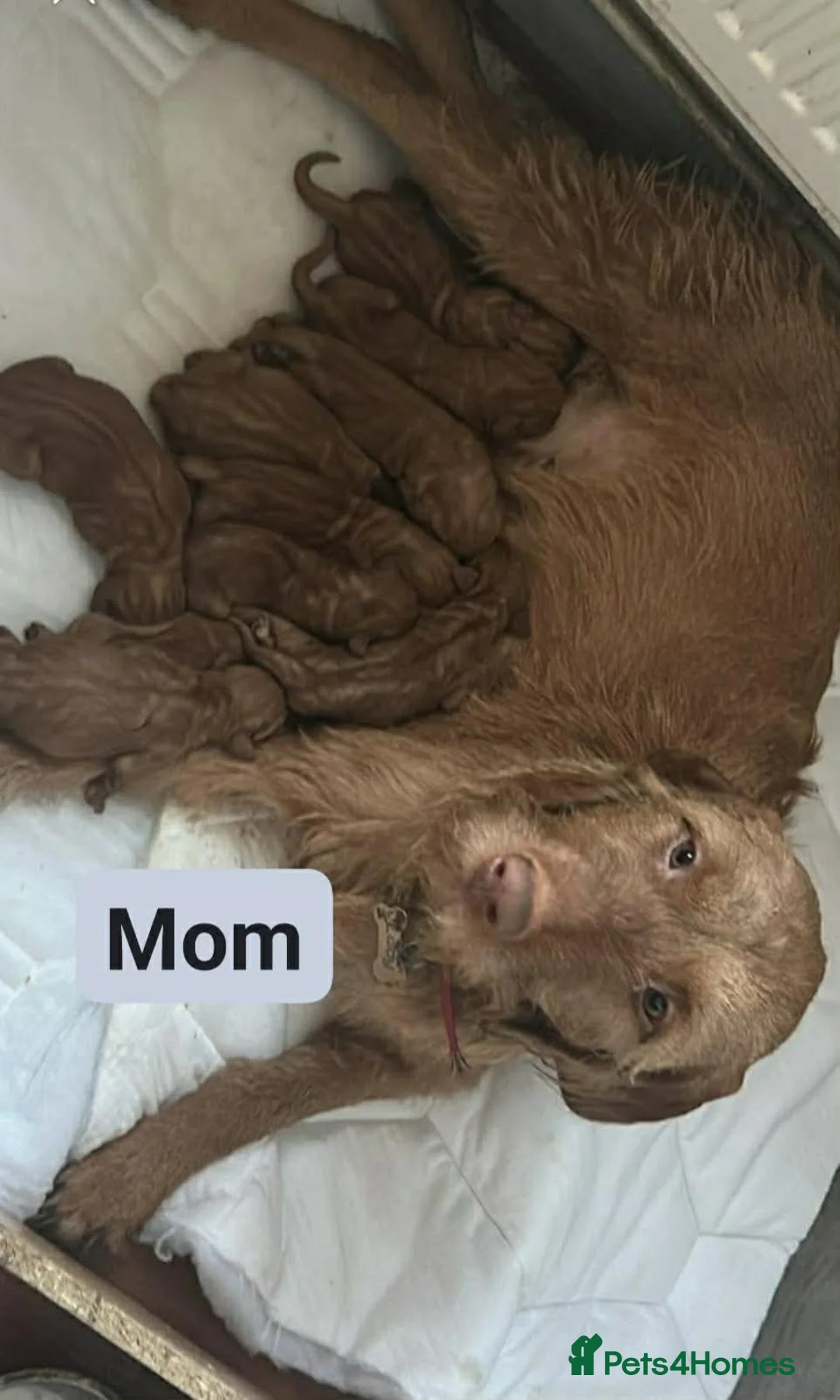 Hungarian Vizsla dogs for sale: Extra Ordinary Beautiful Hungarian Vizsla - Advert 28