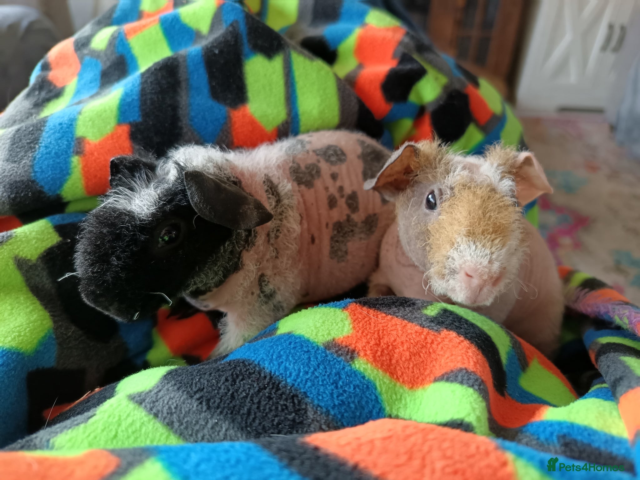 Guinea Pig rodents Skinny/werewolf pigs - Advert 1