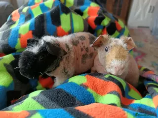 Guinea Pig rodents Skinny/werewolf pigs - Advert 1