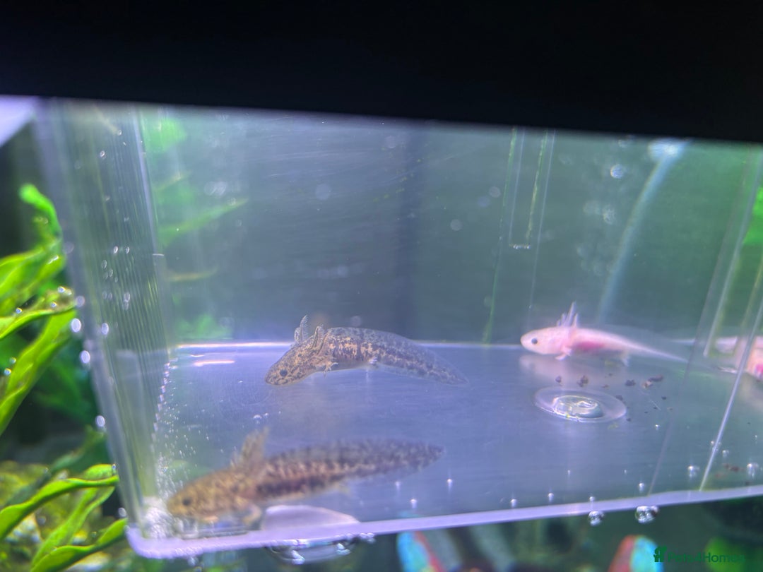 Axolotl reptiles for sale: Axolotl babies  - Advert 4