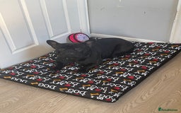French Bulldog dogs for sale: Rocco  - Image 3