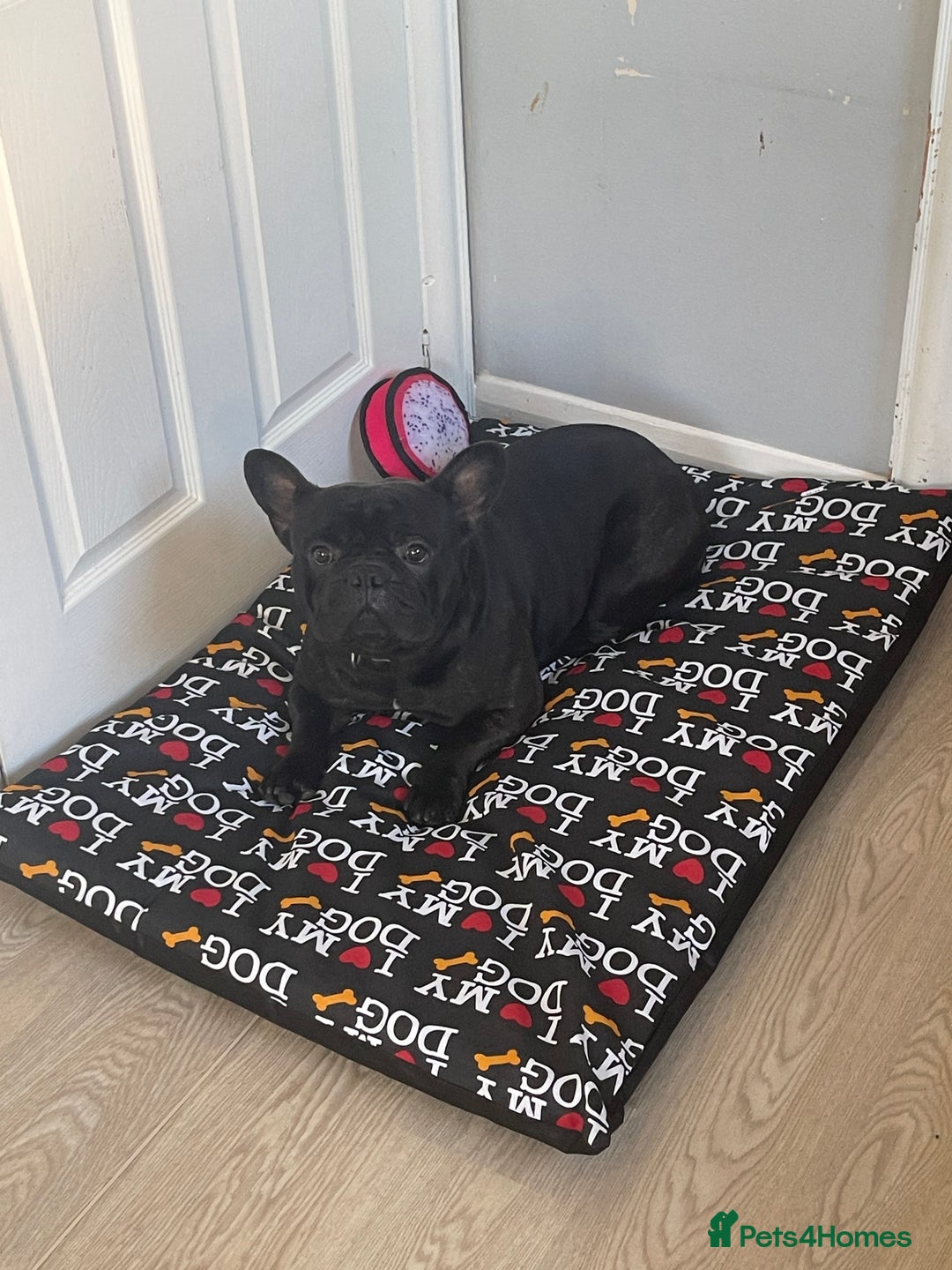 French Bulldog dogs for sale: Rocco  - Image 3