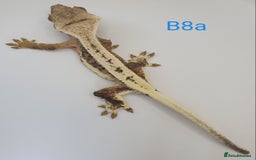 Gecko reptiles for sale: Juvenile Crested Geckos - Image 30