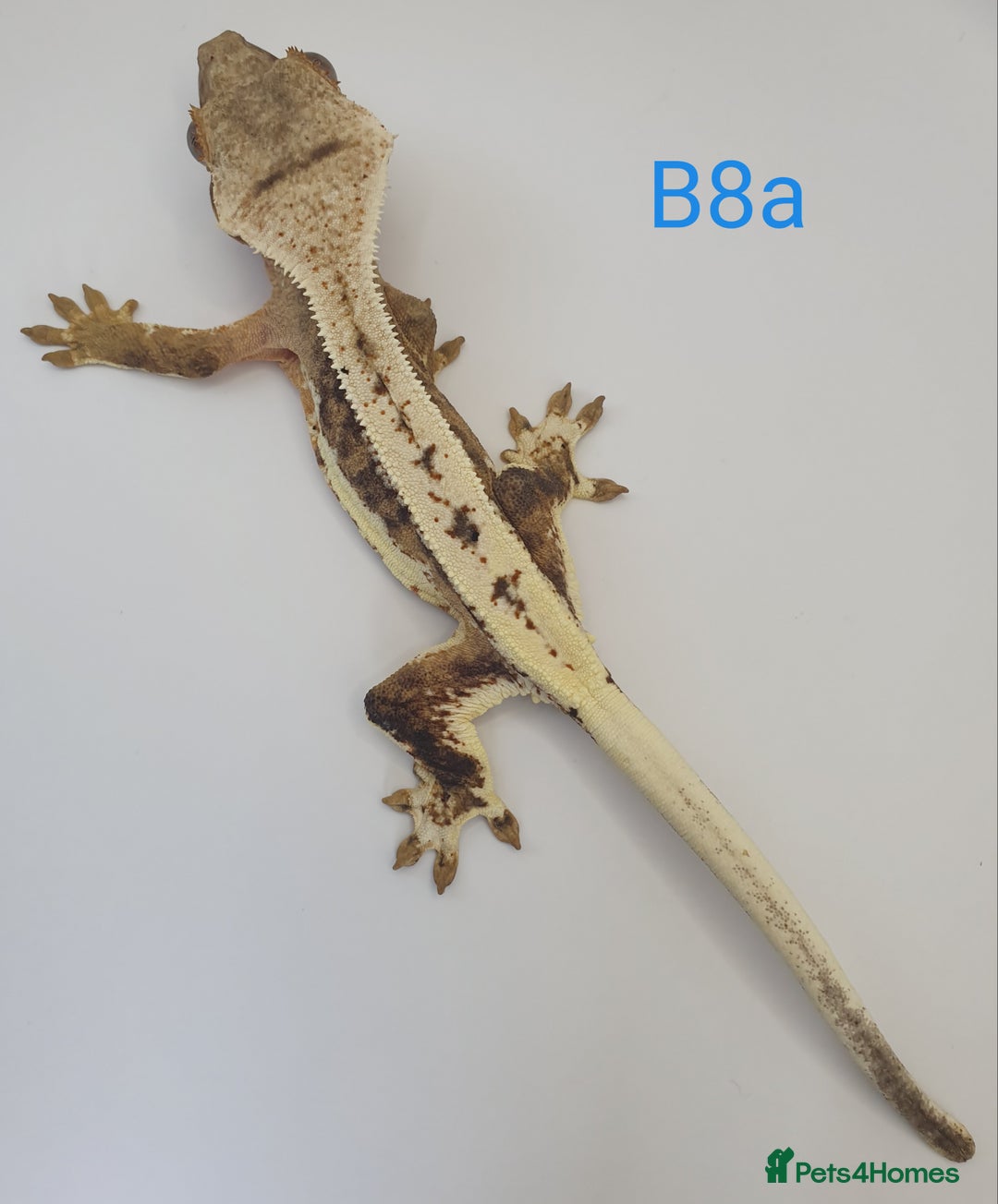 Gecko reptiles for sale: Juvenile Crested Geckos - Image 30