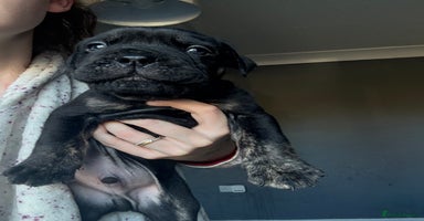 Mixed Breed dogs - Advert 8