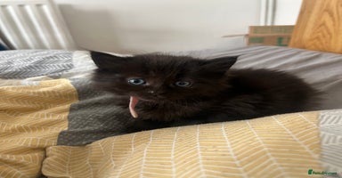 Mixed Breed cats - Advert 15