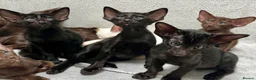 Oriental cats for sale: Exceptional show quality Orientals and Siamese  - Advert 26
