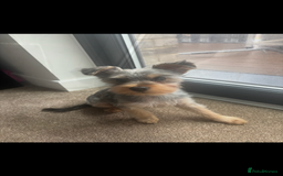 Yorkshire Terrier dogs for sale: Miniature Yorkshire terrier  - Advert 2