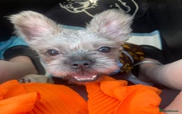 Mixed Breed dogs for sale: Gorgeous 6 month Frenchie x Shih Zu - Image 5