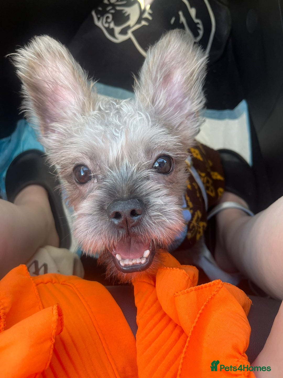 Mixed Breed dogs for sale: Gorgeous 6 month Frenchie x Shih Zu - Image 5