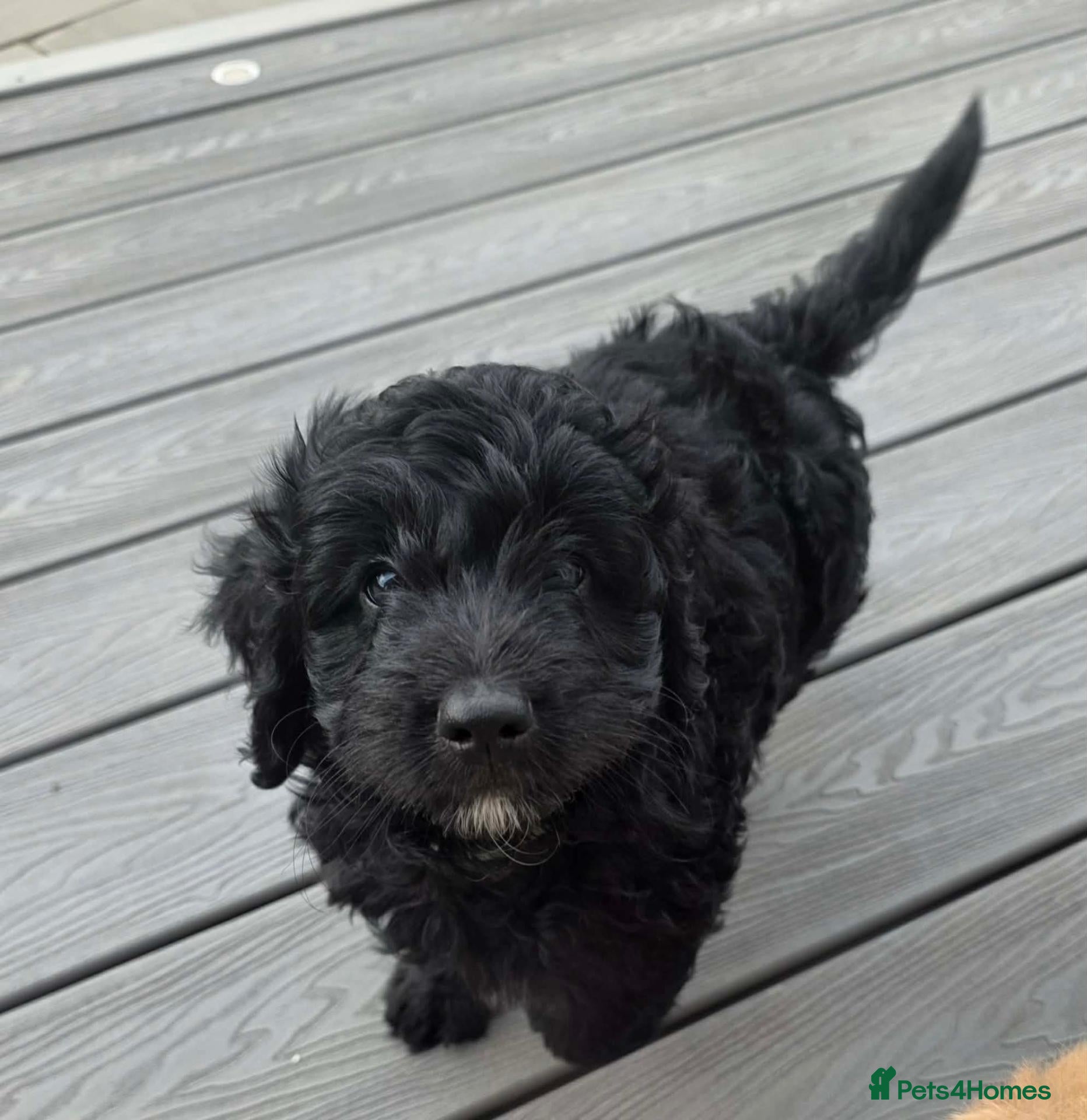 Cockapoo dogs Hawarden puppies 🐶  - Advert 1