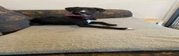 Mixed Breed dogs for sale: Beautiful Saluki x Whippet puppies - Advert 2